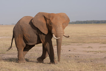 Fototapeta na wymiar African Elephant in Kenya