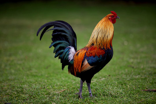 Obrazy (Rooster) — zdjęcia, wektory i wideo bez tantiem (210,978