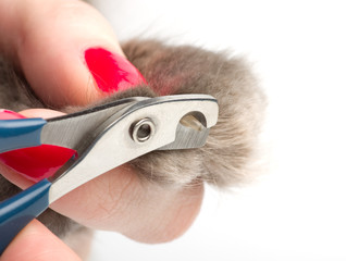 Trimming cat's nails