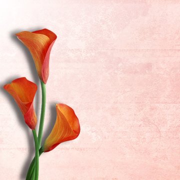arums pour mariage