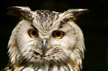 Portrait of eagle-owl