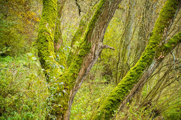 Bright Green Moss (bryophytes) on tree trunks © ArtushFoto
