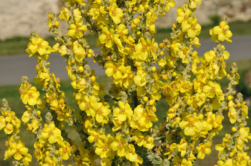 Closeup yellow mullein flower