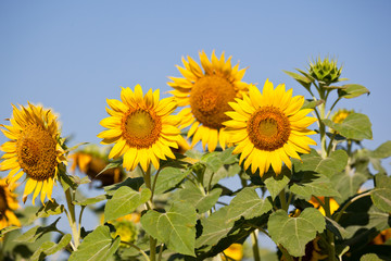 Sun flower