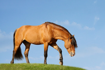 Fototapeta premium horse in field