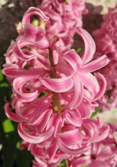 A pink flowering hyacinth in spring