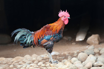 beautiful rooster