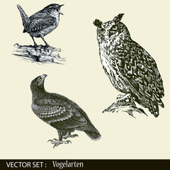 Obraz premium Uhu, Adler, Drossel