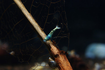 taiwan bee blue bolt