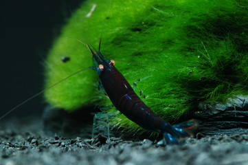 caridina cantonensis deep blue tiger