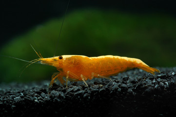neocaridina heteropoda var. yellow fire neon