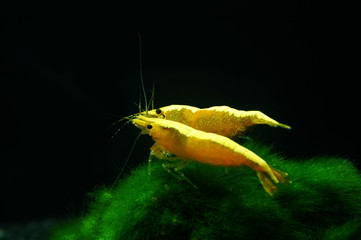 neocaridina heteropoda var. yellow fire neon