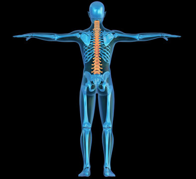 Corpo umano scheletro colonna vertebrale
