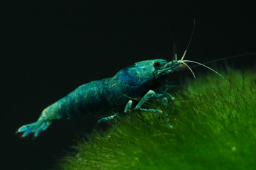 taiwan bee blue bolt
