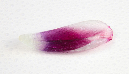 Blütenblatt von der Tulpe