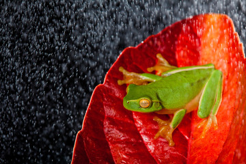 Green tree frog sitting on red leaf in rain