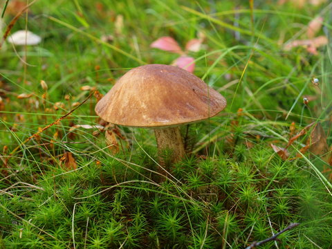 Birch mushroom, the Karelian margin