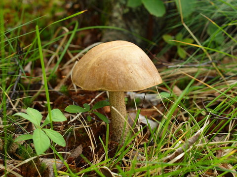 Birch mushroom, the Karelian margin