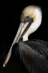Pelican