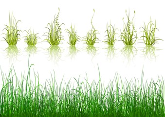 Obraz premium Green Grass - isolated on white background