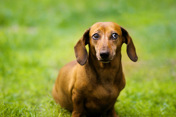 Dachshund