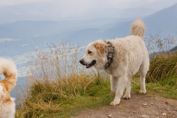 White wild dog in the mountains