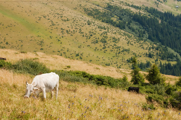 White cow on the highland meadow