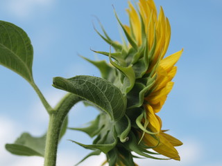 ひまわりの背中