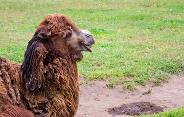 Laughing brown camel