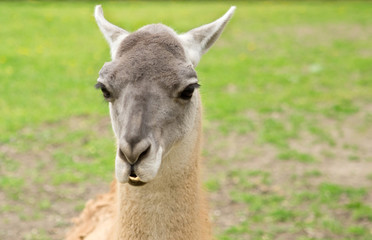 Portrait of a lama