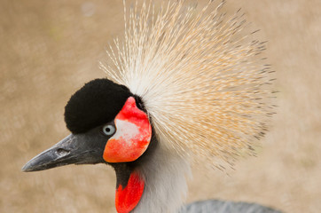 A portrait of grey crowned crane