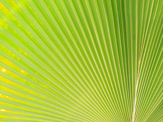 Fototapeta premium Green palm Leaf