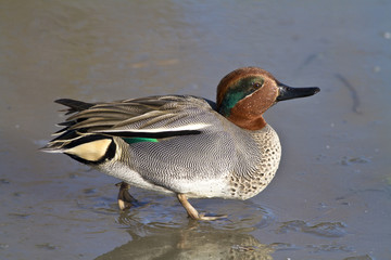 Obraz premium Duck walking on a frozen pond