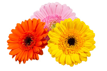 Drei bunte Gerbera Blüten auf weißem Hintergrund