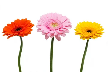 Photo sur Plexiglas Gerbera Trois fleurs de gerbera colorées sur fond blanc
