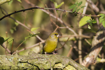 Greenfinch (Carduelis chloris)