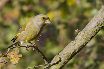 Greenfinch (Carduelis chloris)