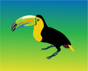 Variegated tucanucu parrot