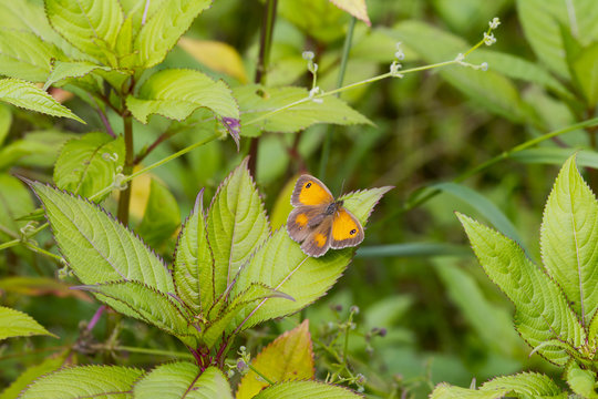 Gatekeeper Butterfly (Pyronia tithonus)