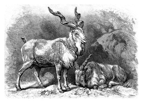 Male Wild Goat