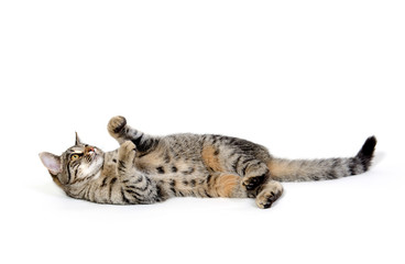 Cute tabby cat on white
