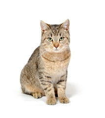 Obraz premium Cute cat on white background