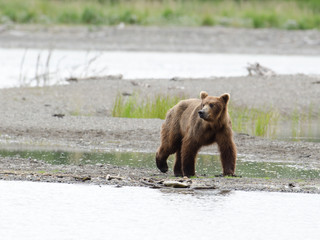 Alaskan brown bear walking along the shore