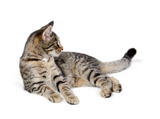 Cute tabby cat on white