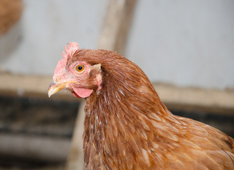 Chickens in a brooder house