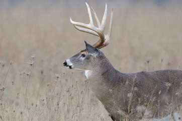 Whitetail deer buck in a foggy field