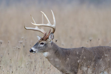 Whitetail deer buck in a foggy field
