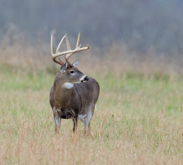 Whitetail deer buck in a foggy field