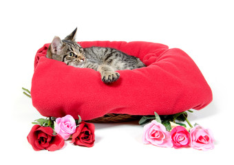 Cute cat and roses © Tony Campbell