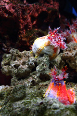 sea anemone